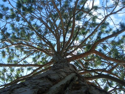 Dr. Yarish in Algonquin Park